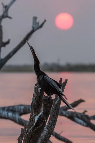 Afrika Pasifik'ten oğlan — Stok fotoğraf