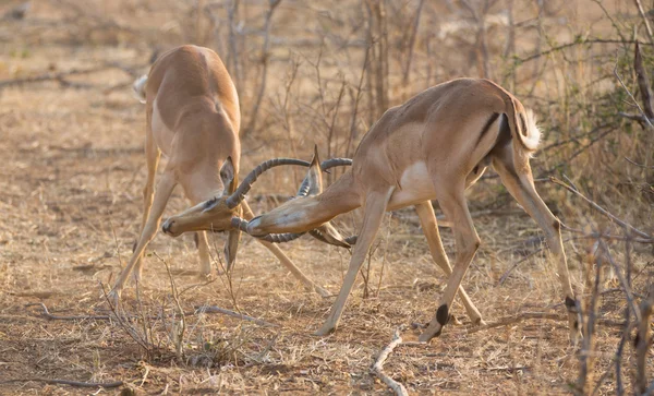 Impala antilopok harcok — Stock Fotó