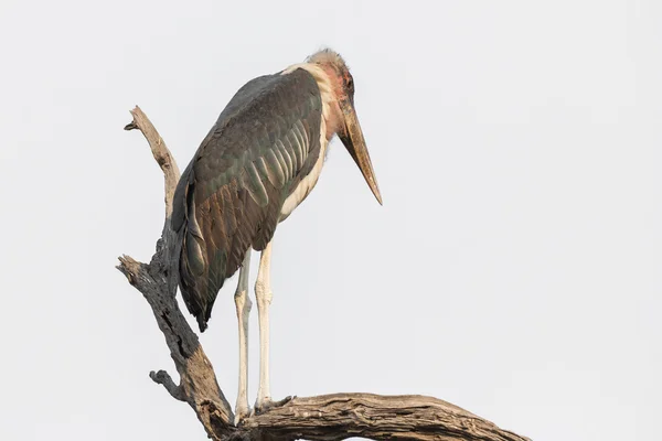 Marabou nad mrtvou větví — Stock fotografie