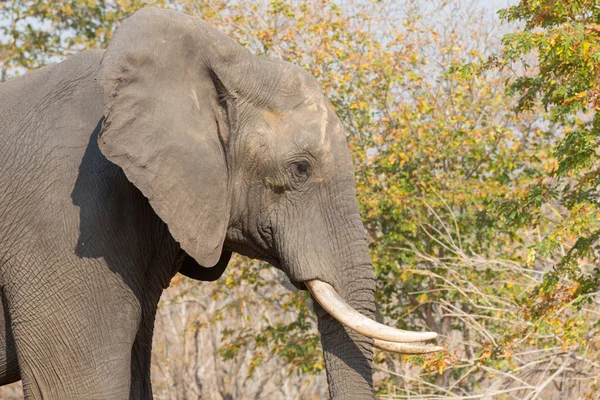 アラートの象 — ストック写真
