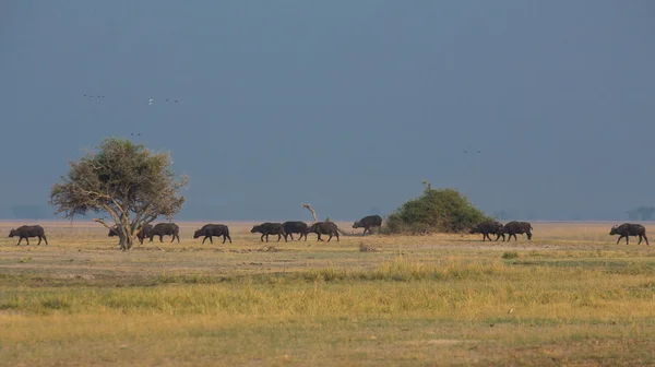 Búfalos africanos vista lateral do gado — Fotografia de Stock
