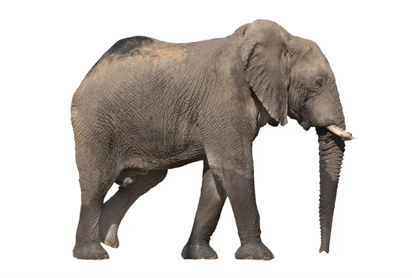 Chodící slon na bílém pozadí — Stock fotografie