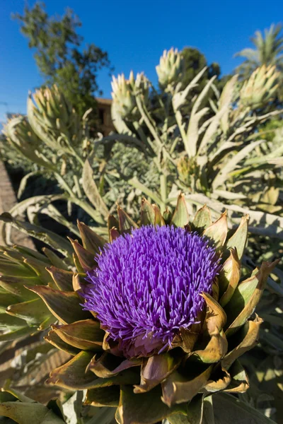 Alcachofa flor —  Fotos de Stock