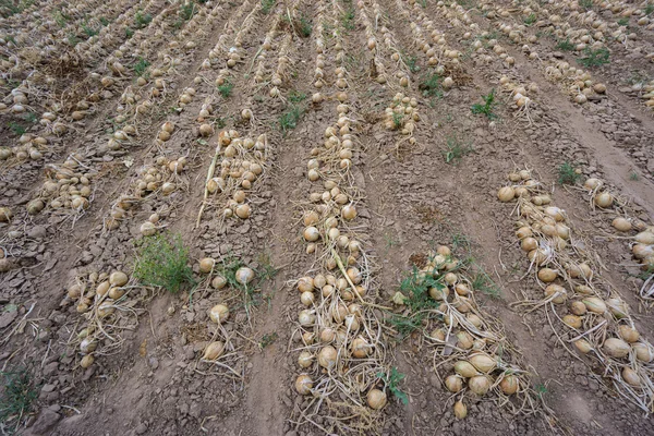 Ripe onion on field — Stock Photo, Image