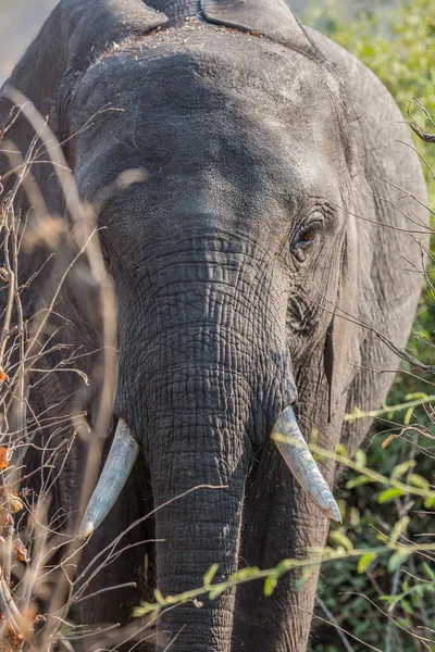 Elefant i alert — Stockfoto