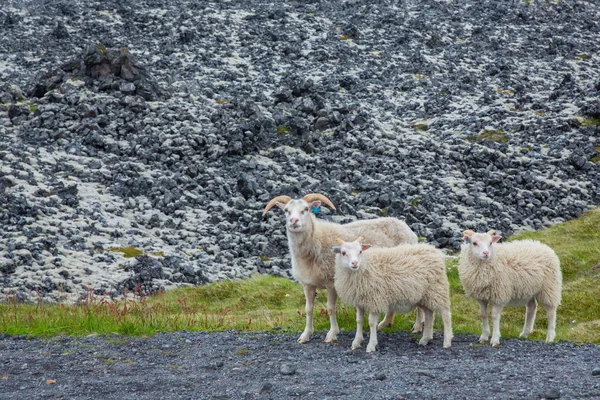 Trois agneaux curieux regardant la caméra — Photo