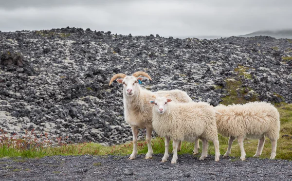 Drie dagdromen lammeren camera kijken — Stockfoto