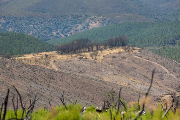 Forêt dévastée — Photo