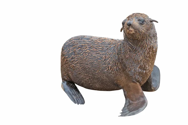 Sea Lions baby on white — Stock Photo, Image