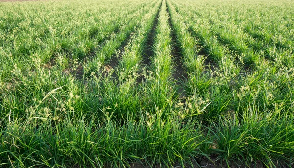 Tijger moer plantage en elektrische energie — Stockfoto