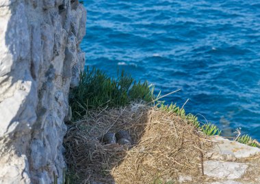 Kayalıklardaki bir yuvada üç martı yumurtası