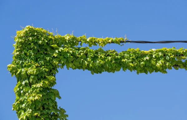 Kablar och murgröna — Stockfoto