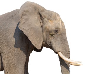 Elephant on white clipart
