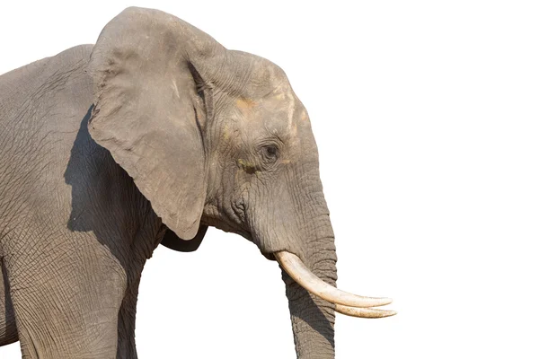 Slon na bílém pozadí — Stock fotografie