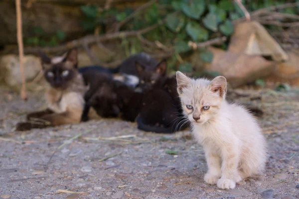 Kitty standing behind mom — Stock Photo, Image