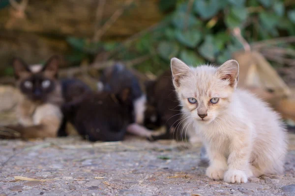 Kitty standing behind mom — Stock Photo, Image