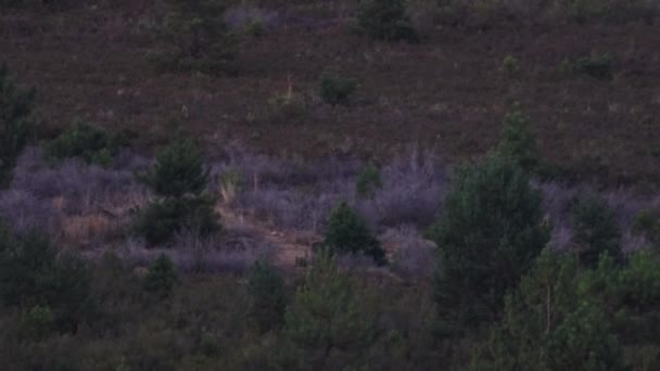 Wildschweine mit Ferkeln überqueren in der Abenddämmerung den Busch — Stockvideo