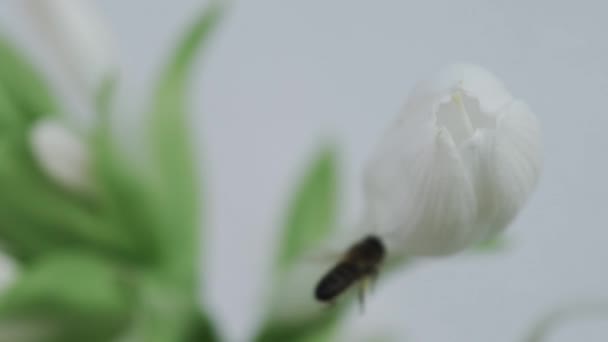 Abelha entrando na flor em movimento super lento — Vídeo de Stock