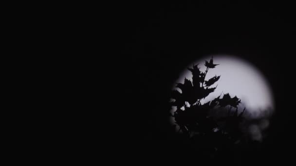 Sylwetka liści drzewa, mucha i ogromne słońce w tle — Wideo stockowe