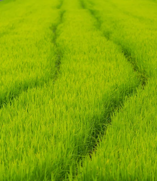 Pirinç tarlası ve tekerlek izleri uzakta. — Stok fotoğraf