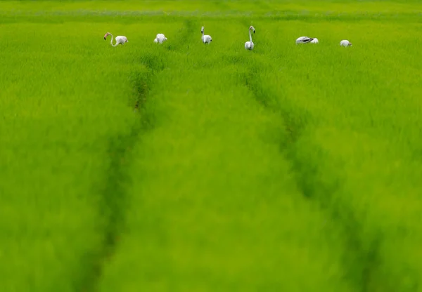 Campo de arroz, marcas de roda à distância e grupo flamingo — Fotografia de Stock