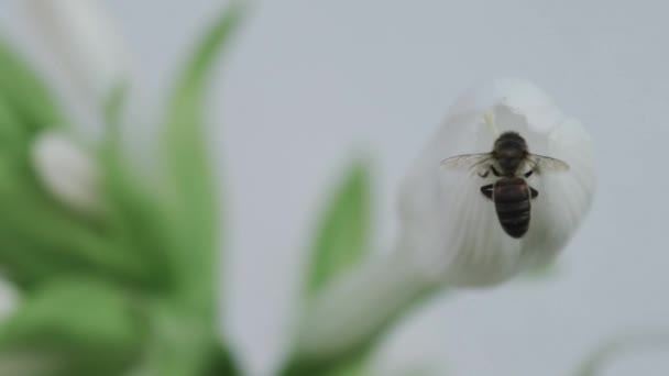 Arılar süper yavaş çekimde yer değiştiriyor. — Stok video
