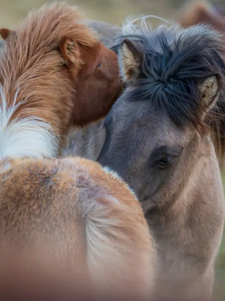 Hästar tar hand om sig själva kärleksfullt, framifrån — Stockfoto