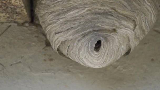 Wasp enters the nest in super slow motion — Stock Video