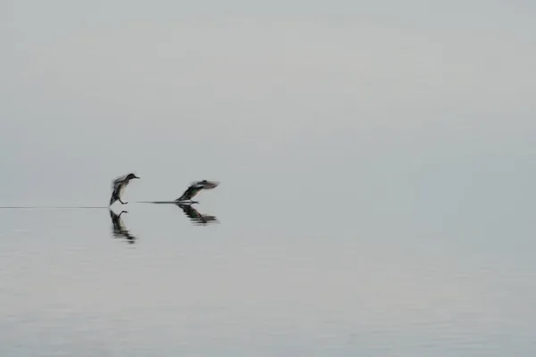Zamazane kaczki próbujące wylądować nad wodą — Zdjęcie stockowe