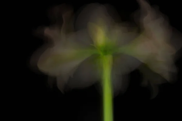 Flor borrosa que florece sobre fondo negro oscuro — Foto de Stock