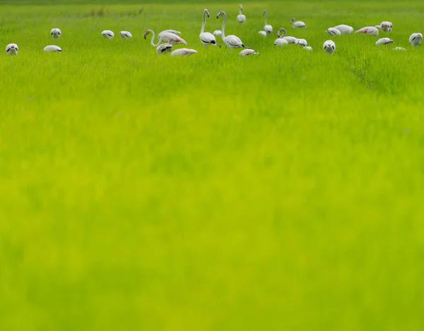 Группа фламинго питается над рисовым полем — стоковое фото