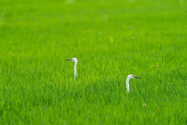 Heron heads emerge over the rice field — Stock Photo, Image