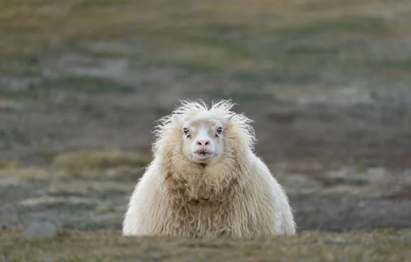 Grappig schaap opkomend over de heuvel met wazige achtergrond — Stockfoto