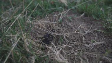 Köstebek yavaş çekimde yeri eşeliyor.