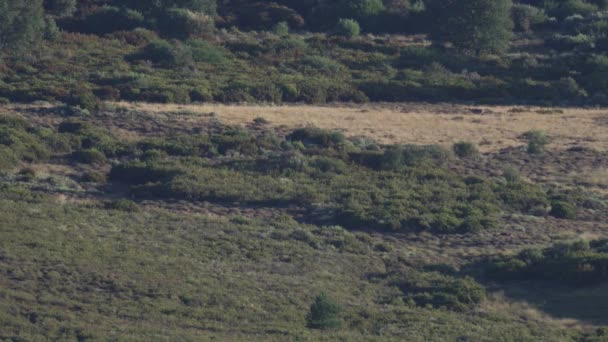 Yürüyen geyiklerle çalının uzak bir görüntüsü — Stok video