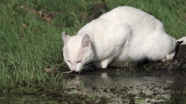 Білий кіт п'є воду на річці в повільному темпі — стокове відео