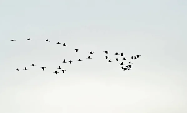 Large group of cranes flying over white sky — 图库照片