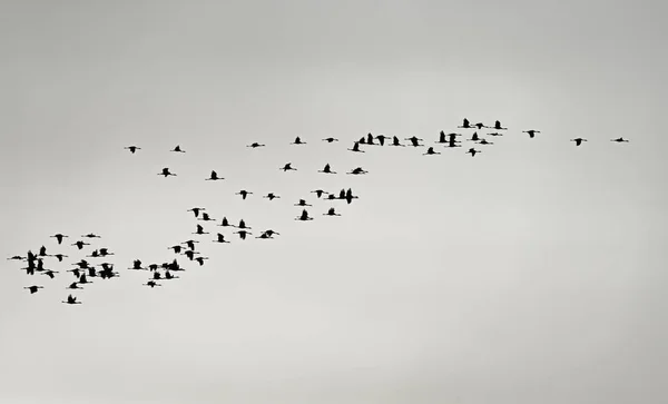 Large messy group of cranes flying over white sky — стоковое фото