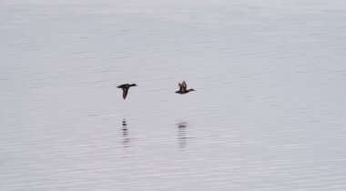 İki ördek arka arkaya gölün üzerinde uçuyor.