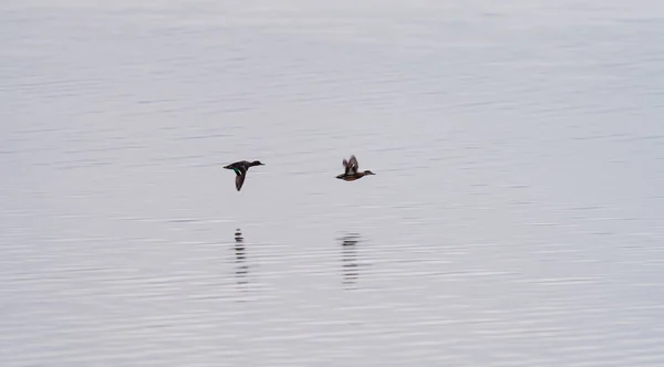 Dwie kaczki lecące nad jeziorem pod rząd — Zdjęcie stockowe
