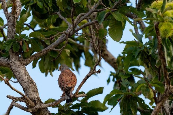 Kite looking back over the tree branch — стоковое фото