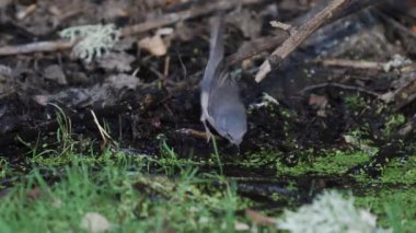 Isolated single fast bird drinking water