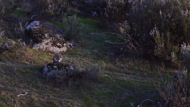 Kaninchen wird mit neuestem Tageslicht aus dem Fels geholt — Stockvideo
