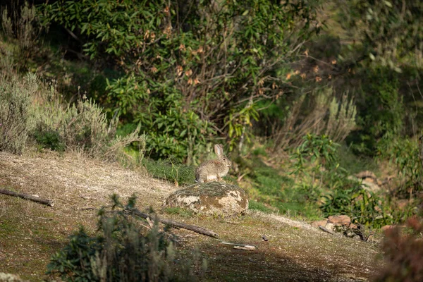Tavşan kayanın tepesinde, tarlanın ortasında. — Stok fotoğraf