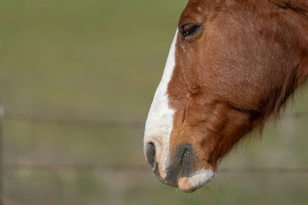 Cabeça de cavalo isolada com cerca borrada no fundo — Fotografia de Stock