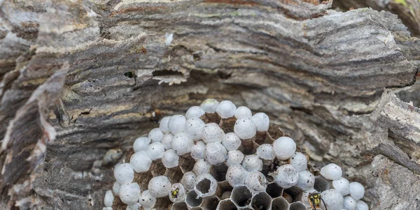 Guardando dentro il nido di vespe con vespe che crescono — Foto Stock