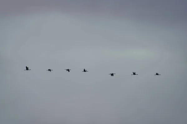 Краны летят в ряд над белым небом — стоковое фото