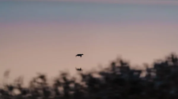 Kaczka leci nad spokojnym jeziorem o świcie. — Zdjęcie stockowe