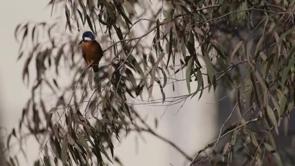 Kingfisher går bort från eukalyptus gren i slow-mo — Stockvideo
