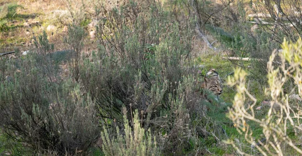 Ιβηρικός λύγκας ξαπλωμένος κάτω από το θάμνο — Φωτογραφία Αρχείου